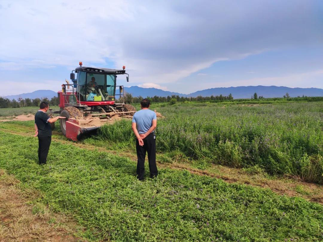 91香蕉视频组织开展第二茬苜蓿收割工作