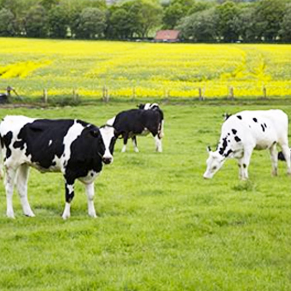 山阴农牧产品--奶牛