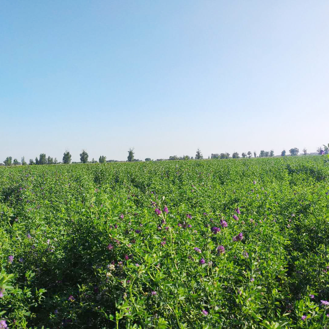 山阴农牧产品--苜蓿