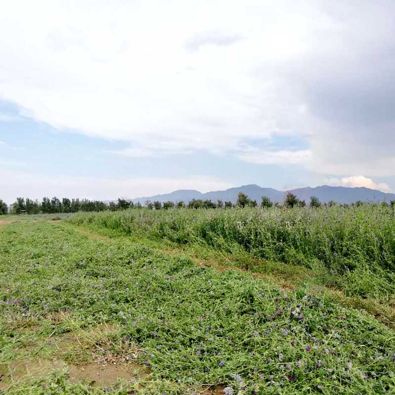 山阴农牧产品--苜蓿